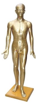 Mô hình người bằng đồng dùng trong châm cứu (178cm)